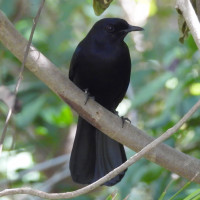 Black Catbird